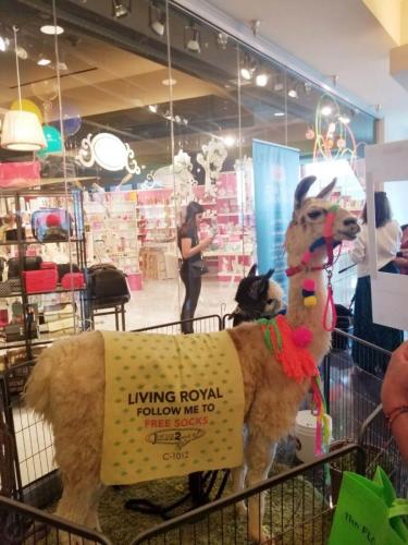 las-vegas-market-2018-llama-and-alpaca